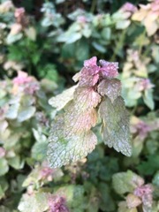Lamium purpureum