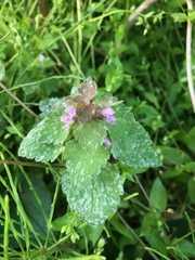 Lamium purpureum