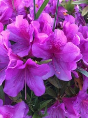 Rhododendron