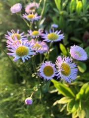 Erigeron philadelphicus