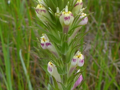 Castilleja densiflora gracilis