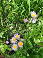 Erigeron philadelphicus