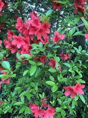 Rhododendron