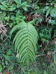 Woodwardia prolifera