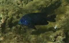 Stegastes limbatus