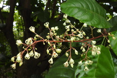 Sterculia monosperma