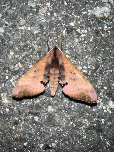 Marumba echephron