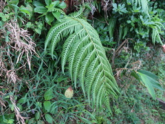 Woodwardia prolifera