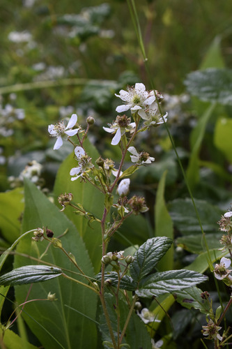 Rubus X adjacens