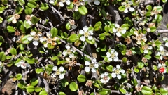 Cotoneaster morrisonensis