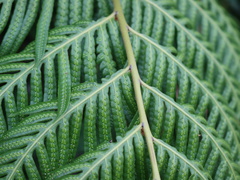 Woodwardia prolifera