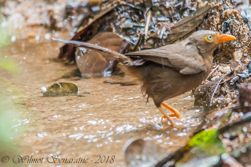 Orange-billed Babbler (Argya rufescens), photo 6