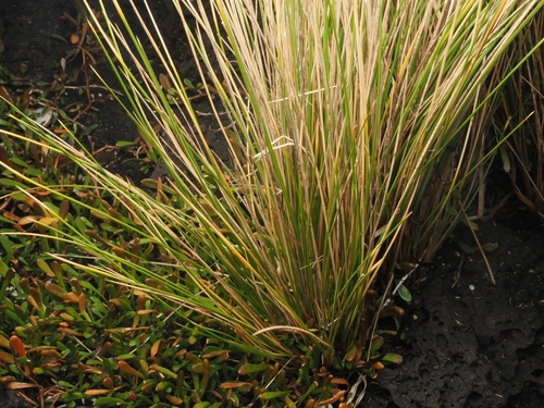 Austrostipa stipoides, photograph 5