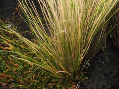 Austrostipa stipoides, photograph (c) Angus Campbell, some rights reserved (CC BY)