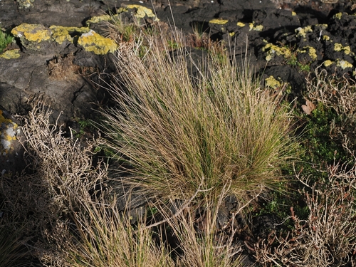 Austrostipa stipoides, photograph 6