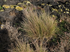 Austrostipa stipoides, photograph (c) Angus Campbell, some rights reserved (CC BY)