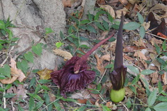 Amorphophallus henryi