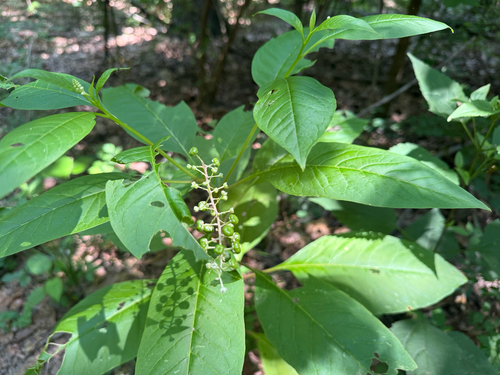 American pokeweed