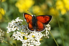Lycaena candens