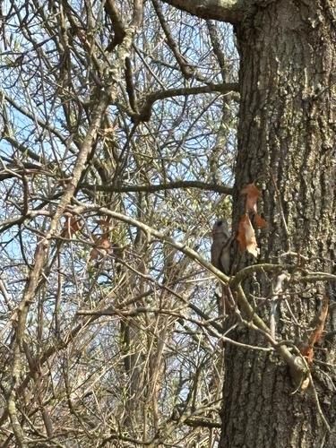 iNaturalist observation photo of Southern Flying Squirrel