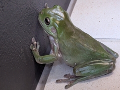 (c) Gary Dickson, some rights reserved (CC BY) Green Tree Frog