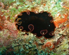 Pseudobiceros gloriosus
