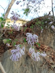 Podopterus mexicanus