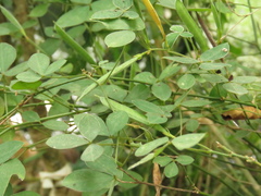Argyrolobium tomentosum