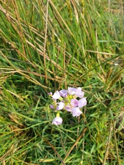 Cardamine pratensis