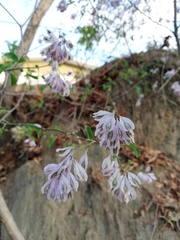 Podopterus mexicanus