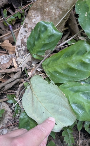 Maranta cristata