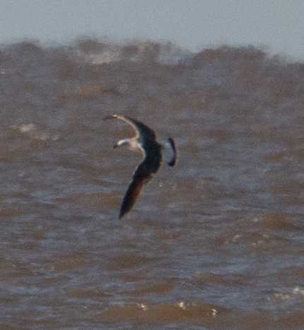 Olrog's Gull (Larus atlanticus), photo 4