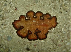 Pseudobiceros fulgor