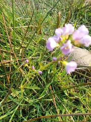 Cardamine pratensis
