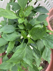 Capsicum annuum conoides