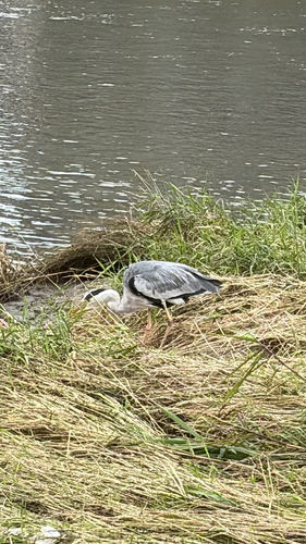 Grey Heron
