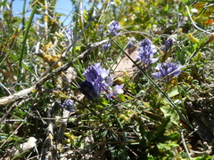 Polygala calcarea