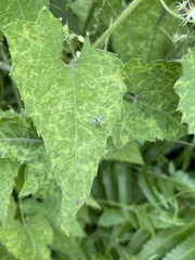 Actinostemma tenerum