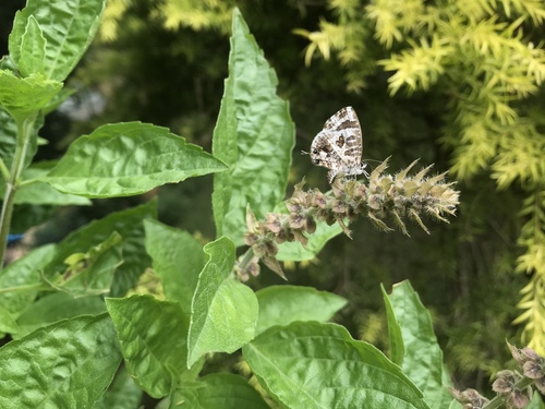 Bush Bronze
