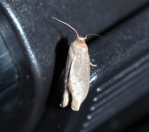 Lesser Wax Moth photo 5