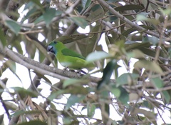 Bolbopsittacus lunulatus