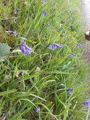 Hyacinthoides non-scripta
