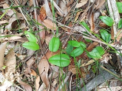Smilax glyciphylla