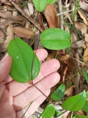 Smilax glyciphylla