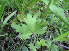 Ranunculus japonicus