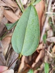 Smilax glyciphylla