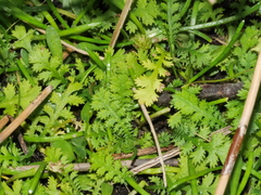 Leptinella tenella