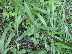 Ranunculus japonicus