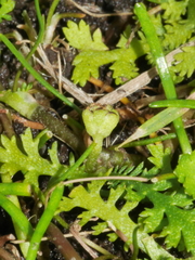 Leptinella tenella