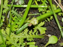 Leptinella tenella